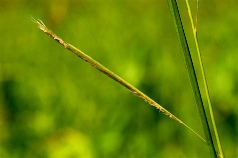 Spartina pectinata | Spartina pectinata at Campus View Apart… | Flickr