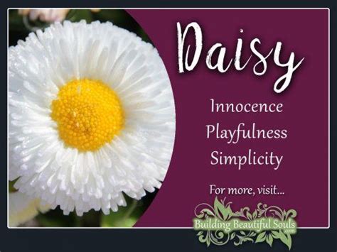 Daisy Meaning & Symbolism | Flower Meanings & Symboiism