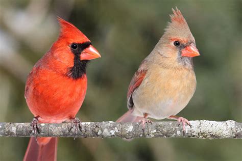 Northern Cardinal Bird (The Beautiful Redbird)