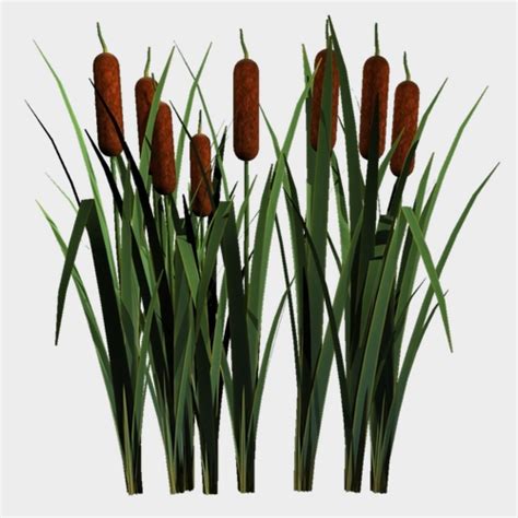 Cattail Plant