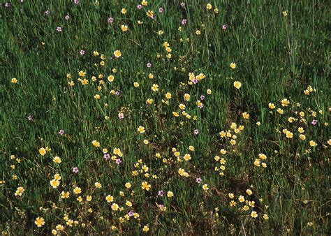 Public Domain Picture | Vernal pool flower. | ID: 13393618838729 ...