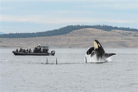 Summer Whale Watching On Vancouver Island: Triphobo