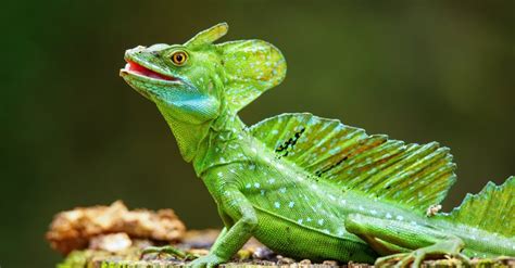 The Lizard That Does The Impossible – Animal of the Month No. 1 – The ...