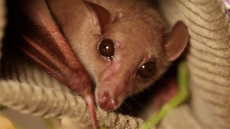 This is by far the cutest baby bat we've ever seen | Grist