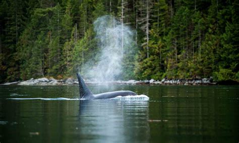 Orca and salmon - David Suzuki Foundation