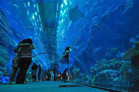 You must see The Dubai Mall Aquarium if you happen to visit The Dubai Mall in Dubai, United Arab ...