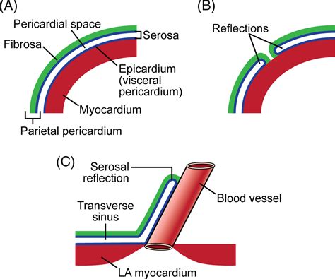 Visceral Pericardium Histology