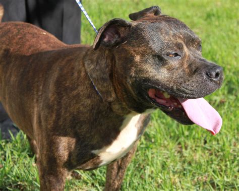 Bully - Medium Male Staffordshire Bull Terrier Mix Dog in NSW - PetRescue