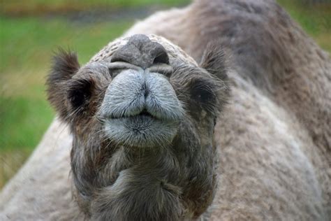 LV Zoo Mourns Loss of Baby, the Dromedary Camel - Lehigh Valley Zoo