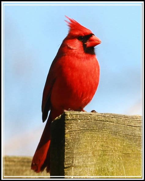 Cardinal, state bird of Ohio. Photo courtesy of Kip Berger. | State birds, Red birds, Cardinals