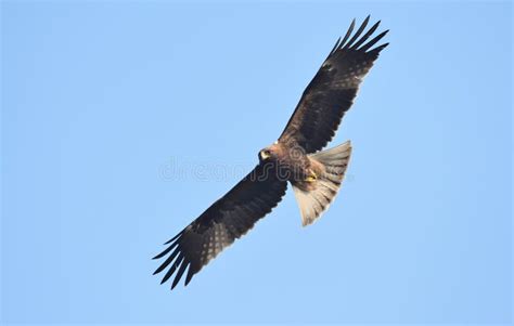 Booted Eagle Fast Flight Stock Photos - Free & Royalty-Free Stock Photos from Dreamstime