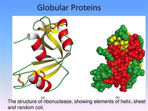 PPT - Protein Tertiary Structure PowerPoint Presentation, free download ...