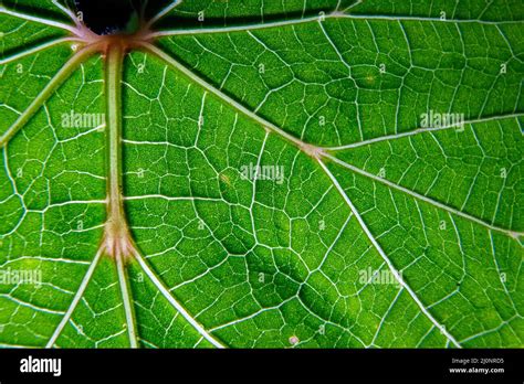 closeup photo of plant leaf veins Stock Photo - Alamy