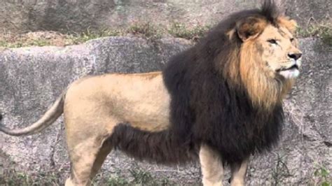 The Largest Lion In The World – The Barbarian Lion (VIDEO)