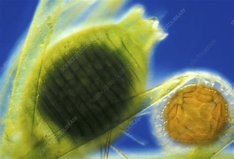 Stonewort Green Algae - Stock Image - C008/6163 - Science Photo Library