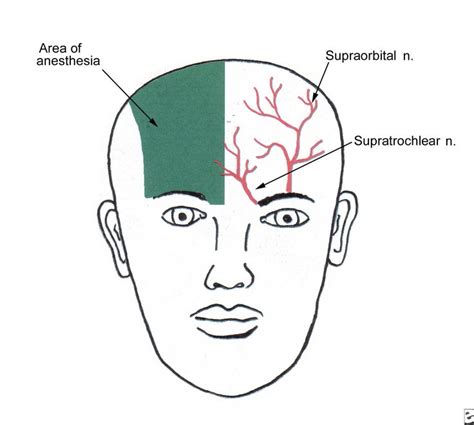 Pin on Anatomy & Physiology