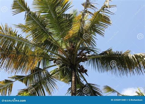 Common coconut palm stock photo. Image of cultural, common - 235691348