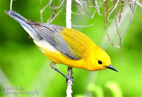 Prothonotary Warbler | Imagine Our Florida, Inc