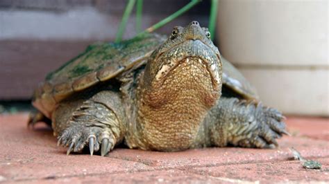 How To Take Care Of A Baby Snapping Turtle? – The Turtle Hub