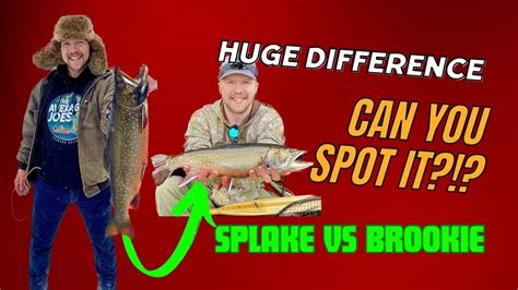 Splake Trout VS Brook Trout Comparison - The differences EXPLAINED ...