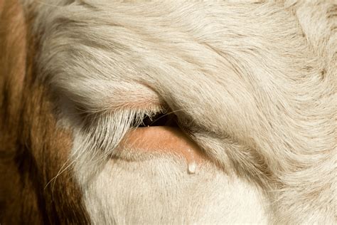 Do Cows Cry Or Feel Sadness? (+Related Questions)