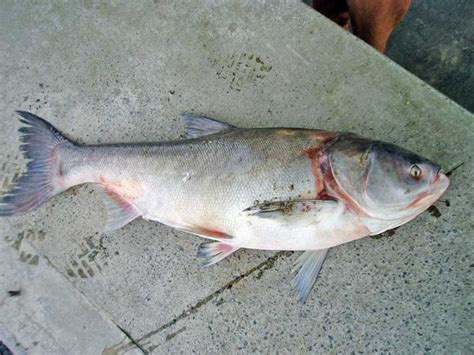 DNR: Invasive silver carp captured in southwest Minnesota – Marshall Radio