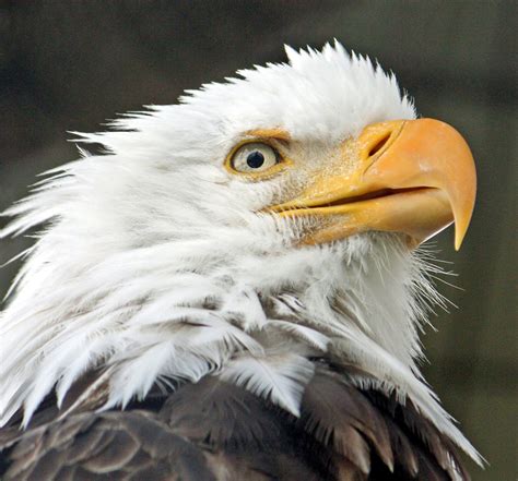 Symbol of Success: America's Bald Eagle and the Endangered Species Act ...