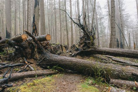 When a Tree Falls in the Woods... Reducing Your Risk from Falling Trees — Washington Trails ...