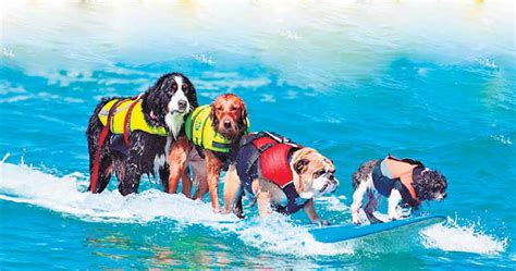 Dog Surfing Coach: Teaching surfing to Man's best friend | Weird Jobs