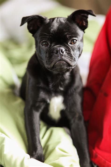 Frenchie Pug Dog Breed » Information, Pictures, & More