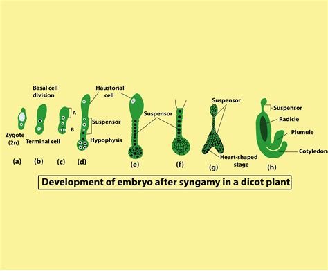 Plant Embryo Diagram