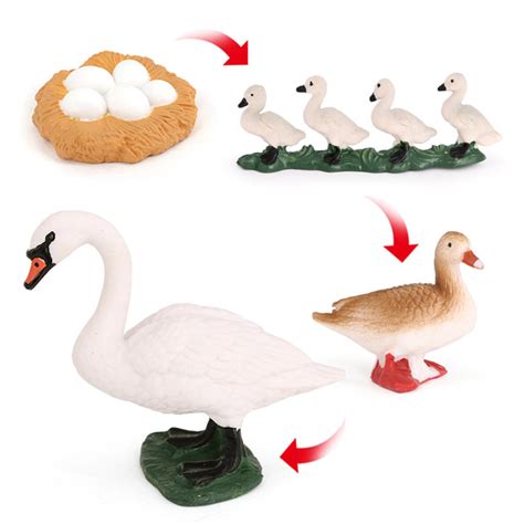 Life Cycle of a Swan - Miniature model - RightToLearn.com.sg