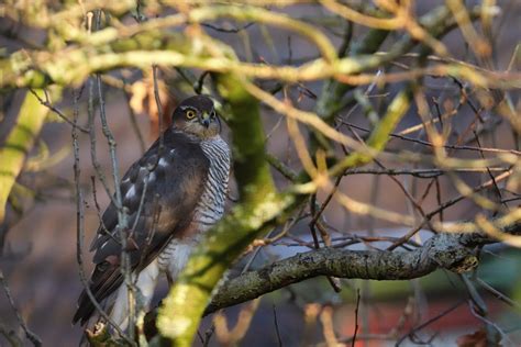 Sperber Eurasian Sparrowhawk Bird - Free photo on Pixabay