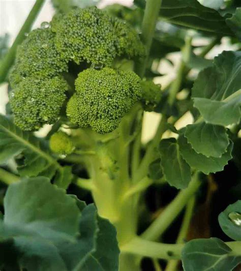 What You Need to Know About How and When to Harvest Broccoli | The ...