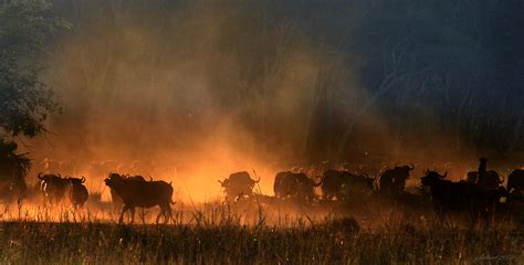 Buffalo Stampede Photograph by Joseph G Holland