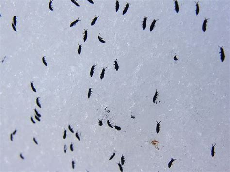 Tiny Black Bugs in Bathroom - What Are They?