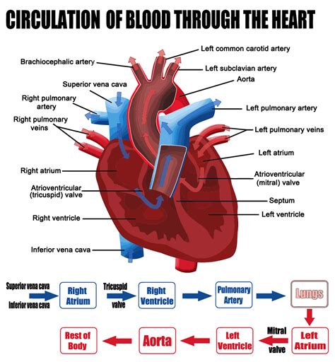 Heart Valve Disorders