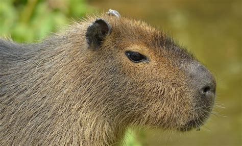 Capibara | Fotos de terror, Animales, Roedores