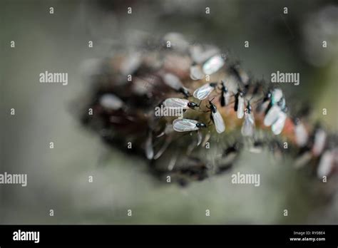 Flying ants swarm hi-res stock photography and images - Alamy