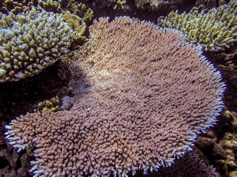 Great Barrier Reef • February, 2016 • Douglas Stebila