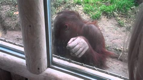 Funny Orangutan from Monkey World in Dorset - YouTube