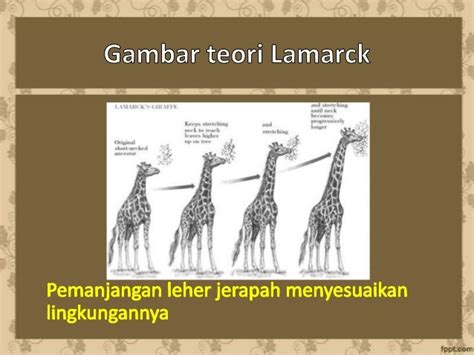 Contoh Teori Evolusi Menurut Lamarck - Contoh 43