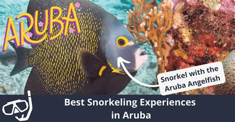 Snorkeling In Aruba: The 10 Best Spots | ISM