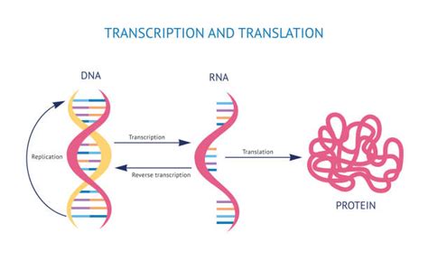 8,300+ Dna And Rna Structure Stock Photos, Pictures & Royalty-Free Images - iStock