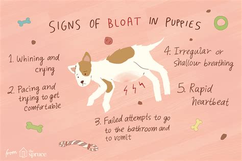 Treating Bloat in Puppies