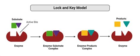 18 Unbelievable Facts About Lock-and-Key Model - Facts.net