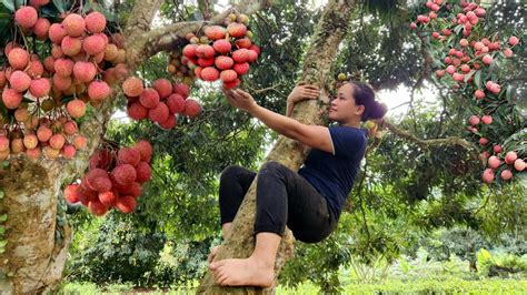 Harvest Fresh Lychee Garden goes to the market sell - Build life farm - Lý Thị Ca - YouTube