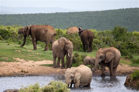 Great Reasons to Visit Addo Elephant National Park - BookAllSafaris.com