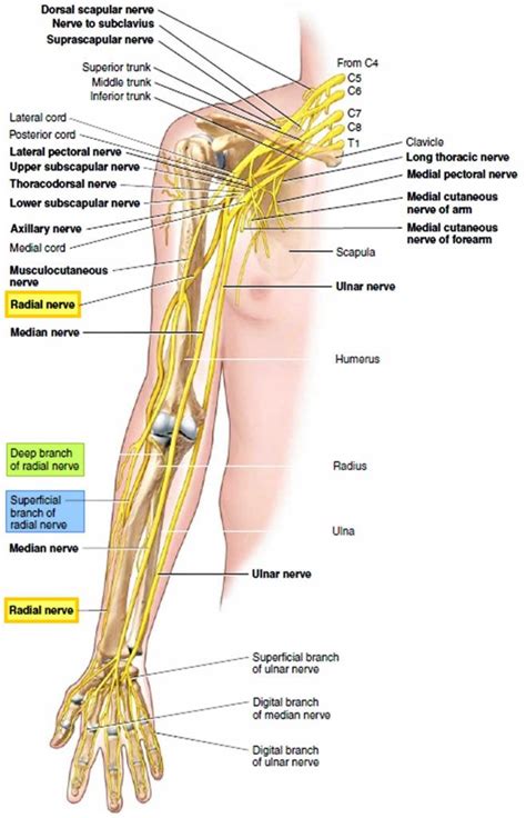 Radial nerve anatomy, radial nerve palsy and radial nerve injury | Radial nerve, Nerve anatomy ...