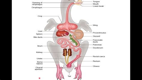 Endoskeleton & digestive system of pigeon - YouTube